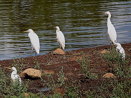 380. Kruger Nat Park, South Africa