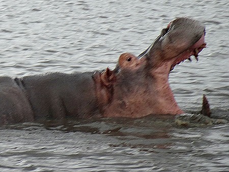 386. Kruger Nat Park, South Africa