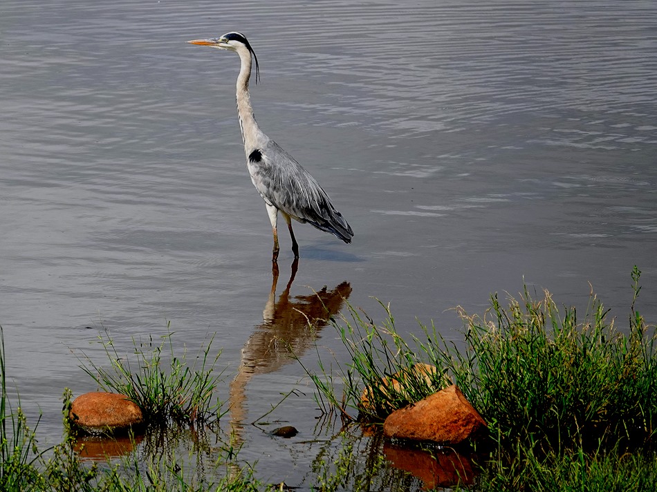 387. Kruger Nat Park, South Africa