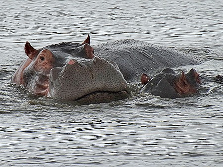 389. Kruger Nat Park, South Africa