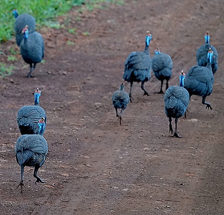 39. Kruger Nat Park, South Africa