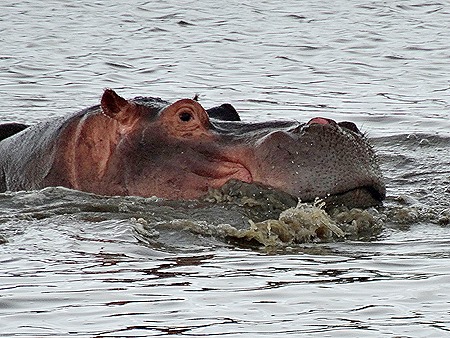 390. Kruger Nat Park, South Africa