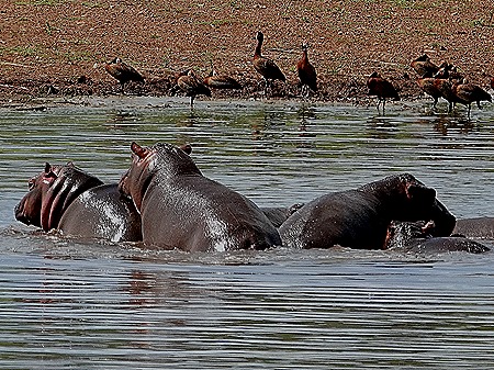 395. Kruger Nat Park, South Africa