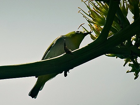 40. Colombo, Sri Lanka