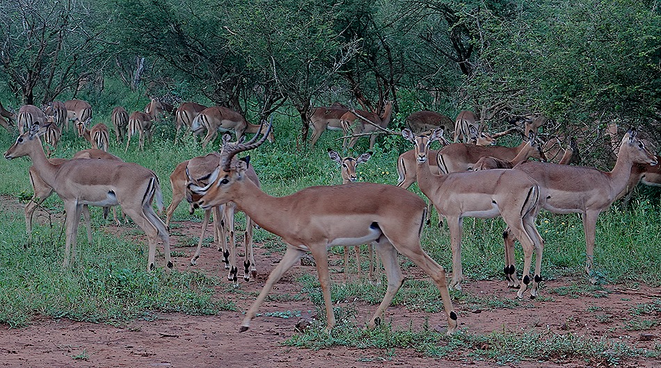 400. Kruger Nat Park, South Africa