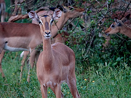 403. Kruger Nat Park, South Africa