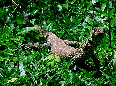 41. Colombo, Sri Lanka