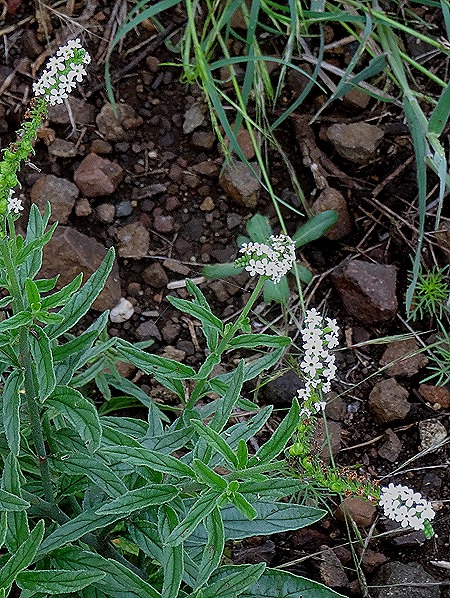 412. Kruger Nat Park, South Africa