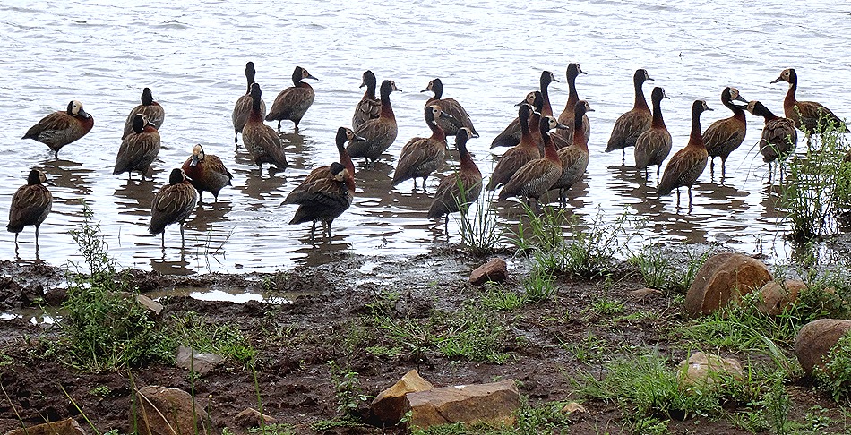 416. Kruger Nat Park, South Africa