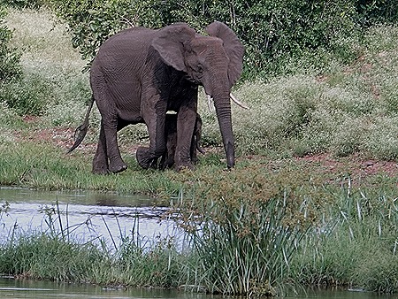 417. Kruger Nat Park, South Africa