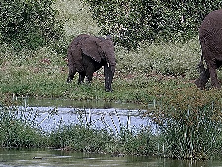 418. Kruger Nat Park, South Africa