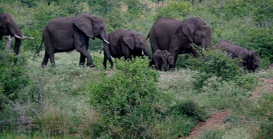 424. Kruger Nat Park, South Africa