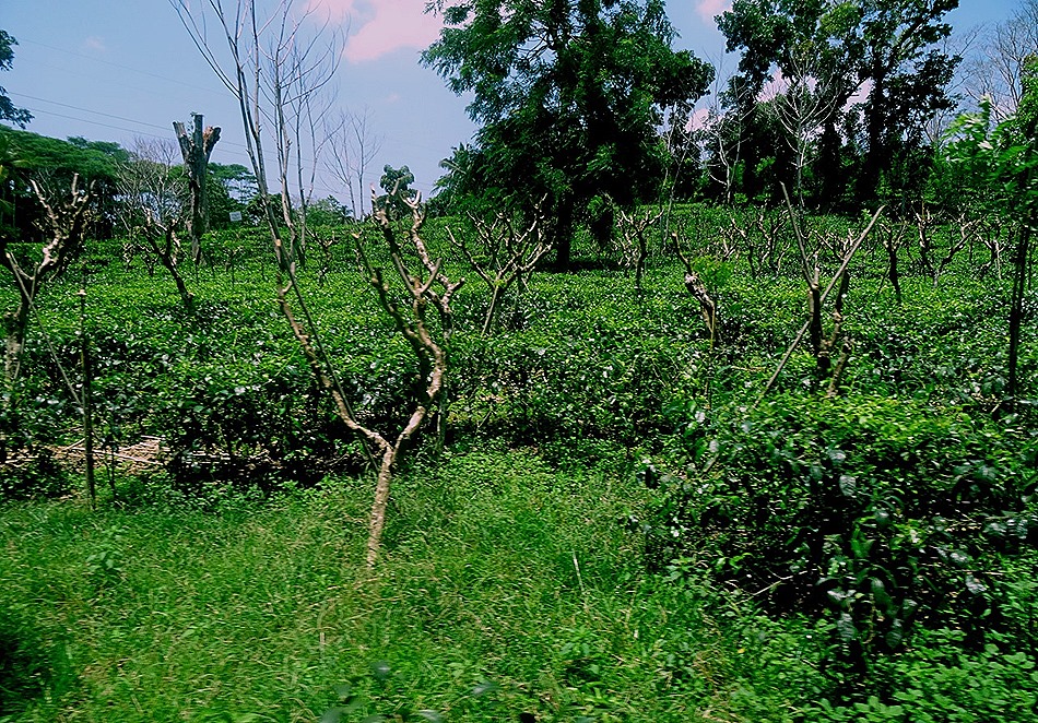 43. Colombo, Sri Lanka