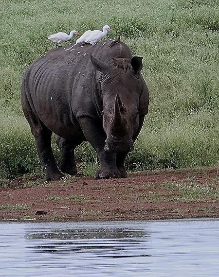430. Kruger Nat Park, South Africa