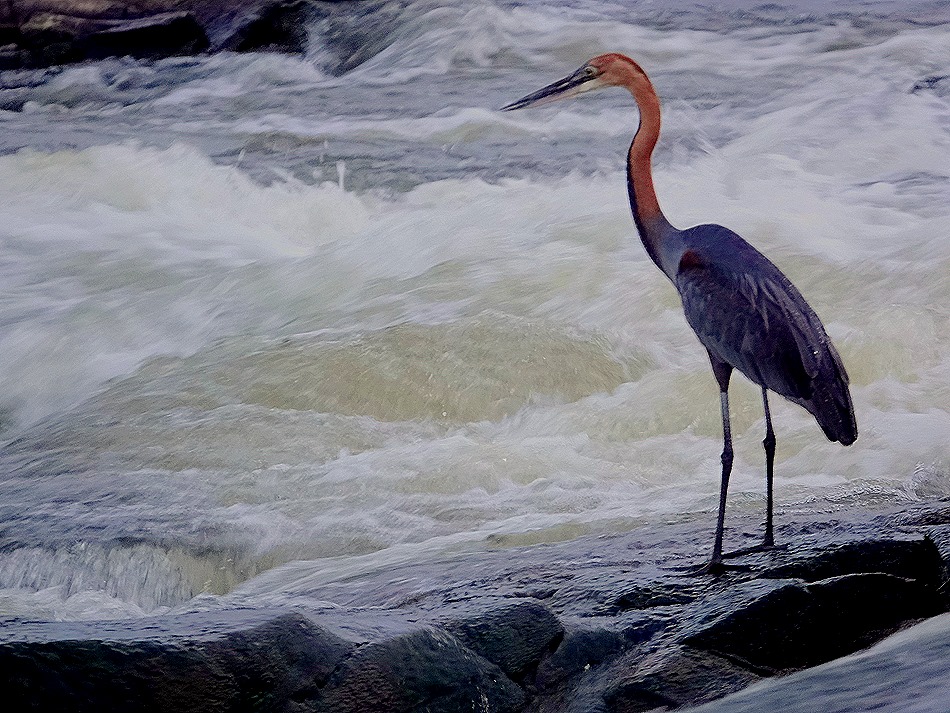 441. Kruger Nat Park, South Africa