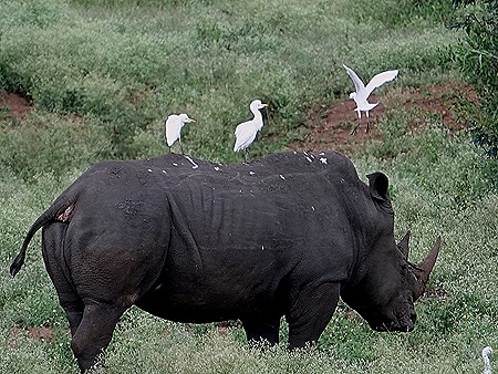 449. Kruger Nat Park, South Africa