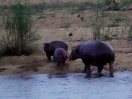 451. Kruger Nat Park, South Africa