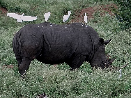451. Kruger Nat Park, South Africa