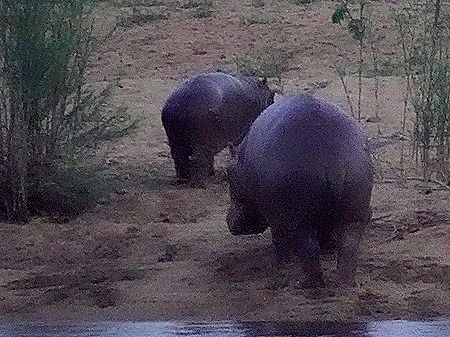 452. Kruger Nat Park, South Africa
