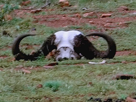 456. Kruger Nat Park, South Africa