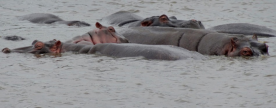 456a. Kruger Nat Park, South Africa_stitch