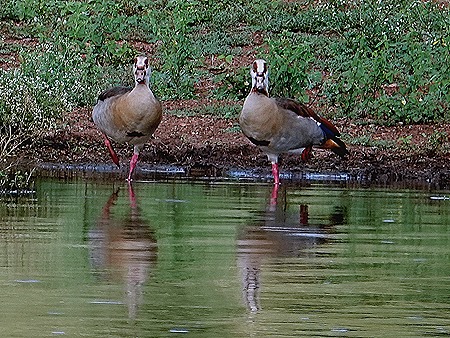 459. Kruger Nat Park, South Africa