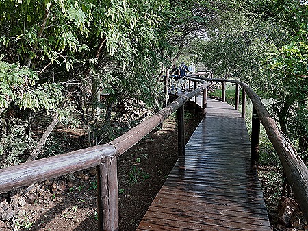 460. Kruger Nat Park, South Africa