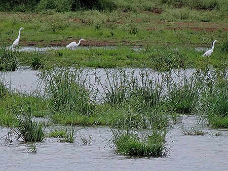 460. Kruger Nat Park, South Africa