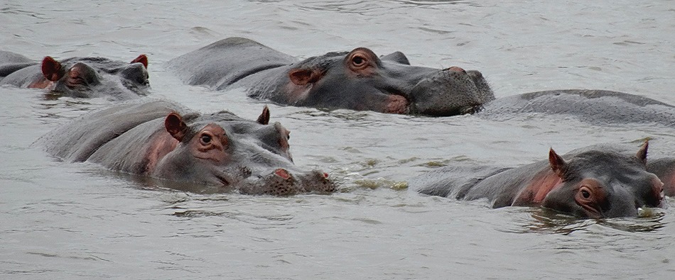 467. Kruger Nat Park, South Africa
