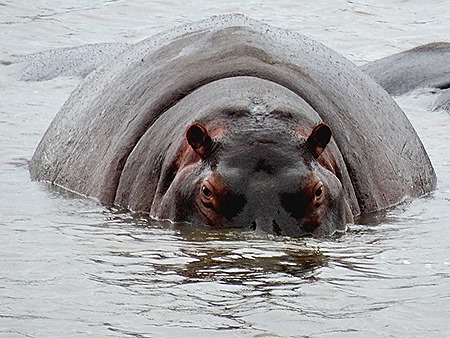 468. Kruger Nat Park, South Africa