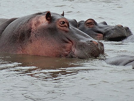 469. Kruger Nat Park, South Africa