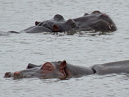 478. Kruger Nat Park, South Africa
