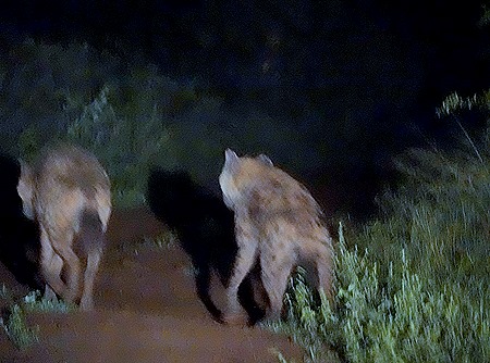 479. Kruger Nat Park, South Africa