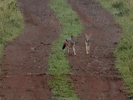 48. Kruger Nat Park, South Africa