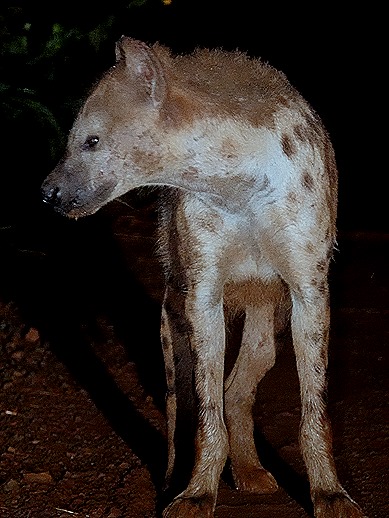 494. Kruger Nat Park, South Africa