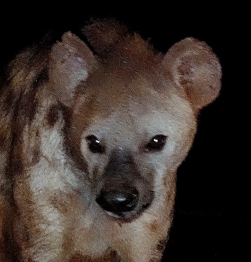 498. Kruger Nat Park, South Africa