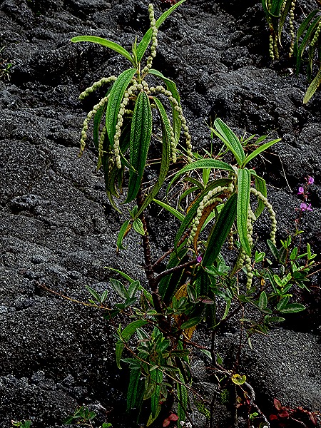 50. La Possession, Reunion Island