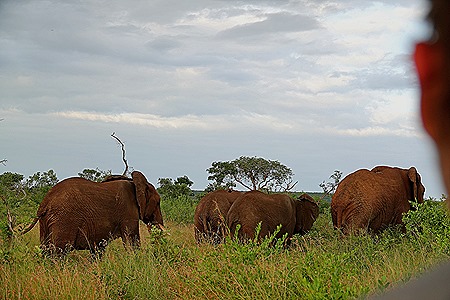 501. Kruger Nat Park, South Africa