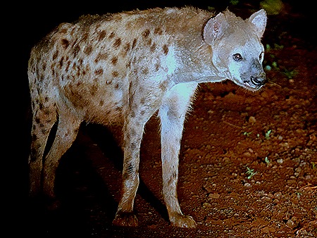 503. Kruger Nat Park, South Africa