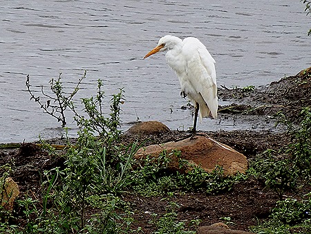 509. Kruger Nat Park, South Africa