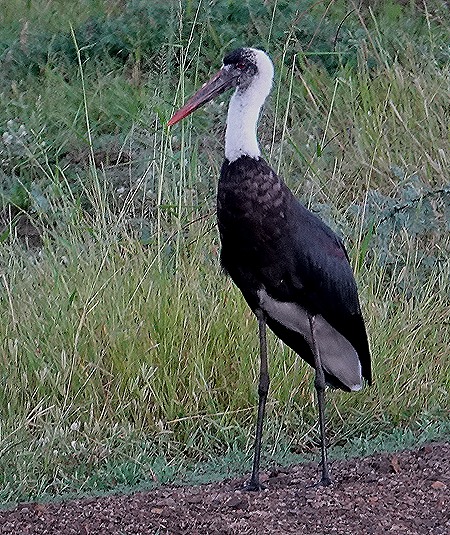 512. Kruger Nat Park, South Africa