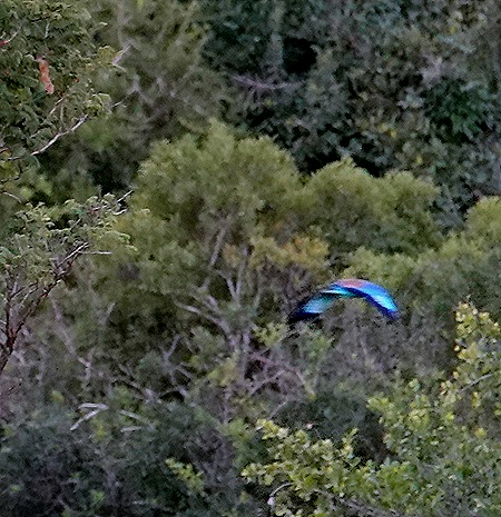 515. Kruger Nat Park, South Africa