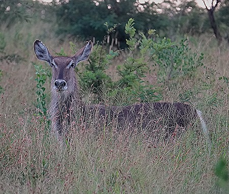 519. Kruger Nat Park, South Africa