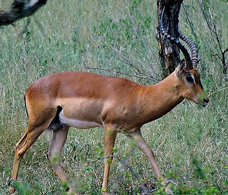 52. 010418Maputo, Mozambique & Kruger Nat Park, South Africa