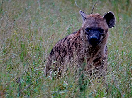 52. Kruger Nat Park, South Africa