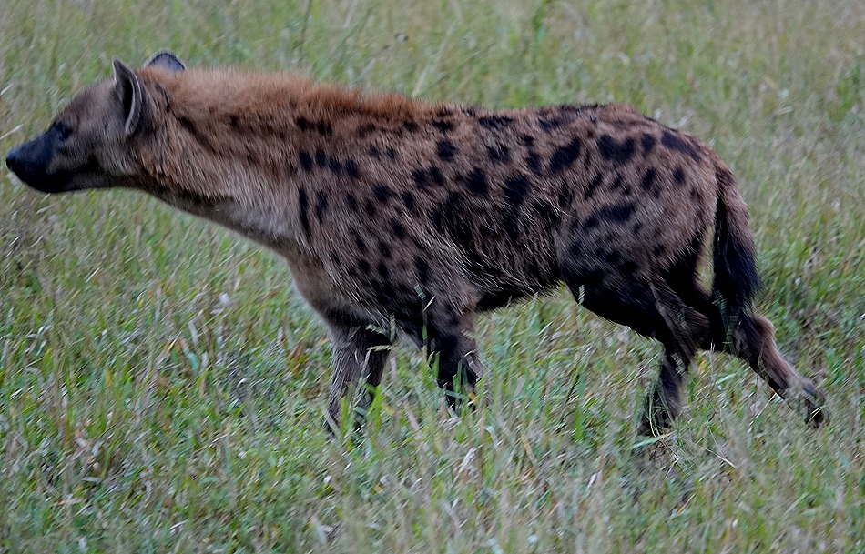 53. Kruger Nat Park, South Africa