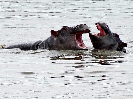 533. Kruger Nat Park, South Africa