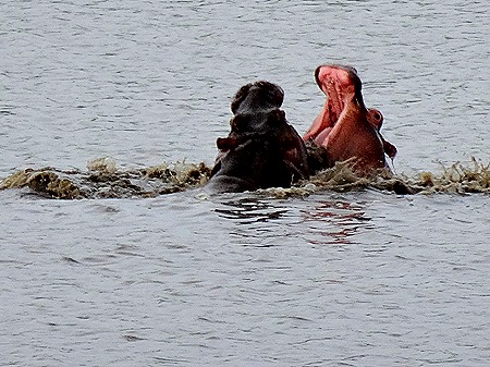 535. Kruger Nat Park, South Africa