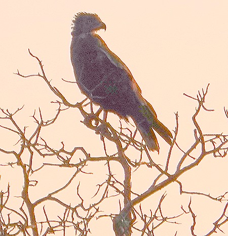 535. Kruger Nat Park, South Africa