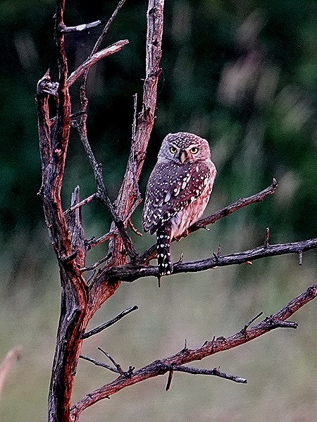 536. Kruger Nat Park, South Africa